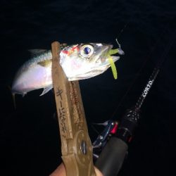 アジング練習348 鯖とライトエギング