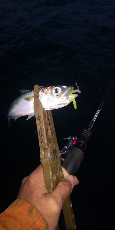 アジング練習348 鯖とライトエギング