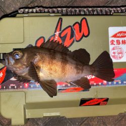 シャローフリークでメバリング