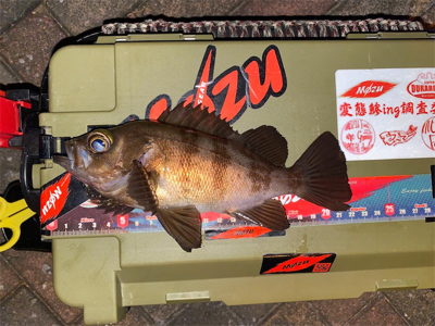 シャローフリークでメバリング