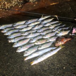 まずまずの釣果