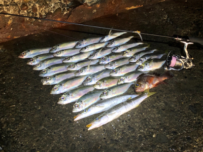まずまずの釣果