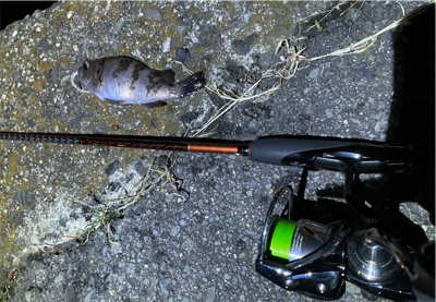 久々にメバル、アジ狙い