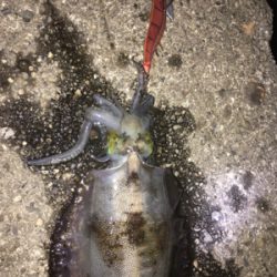 1週間ぶりの良型アオリイカ