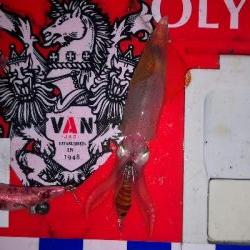 アジング練習349 ライトエギング