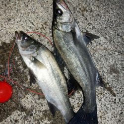 朝マズメのヒラスズキ