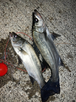 朝マズメのヒラスズキ