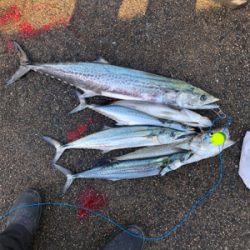 朝9時からのショアジギング！