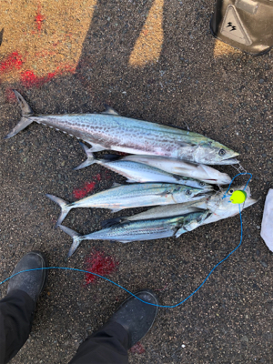 朝9時からのショアジギング！