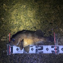 ほぼ尺メバル