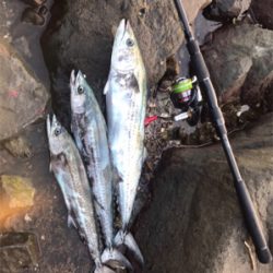 ボイルを追いかけて