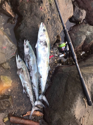 ボイルを追いかけて