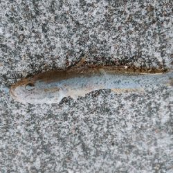 鳥羽水族館裏 小ハゼと小ヒラメ