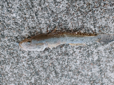 鳥羽水族館裏 小ハゼと小ヒラメ
