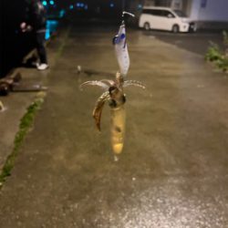 ライトエギング