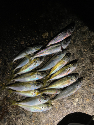 釣り納めにアジング