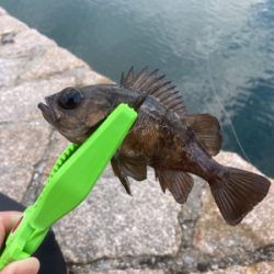 初宮島上陸デイメバ！