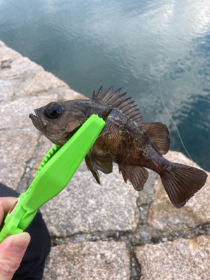 初宮島上陸デイメバ！