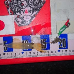 アジング練習353 ライトエギング4