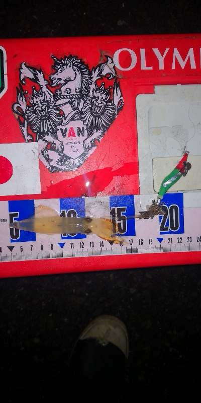 アジング練習353 ライトエギング4