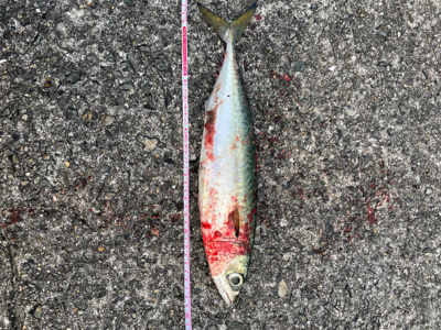 今年最後の釣り