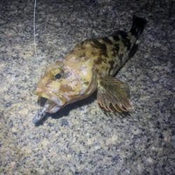 ガシラは裏切らない