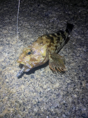 ガシラは裏切らない