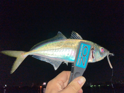 大阪湾奥アジング