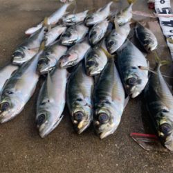 シャローフリークD