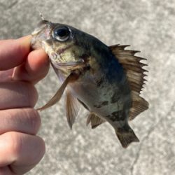 癒しのデイメバル