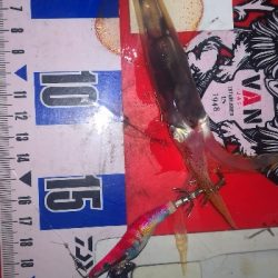 アジング練習354  ライトエギング5