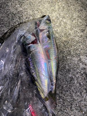 サバが食べたくて