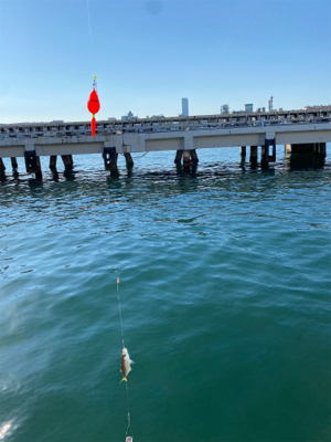 正月に向けての調査。