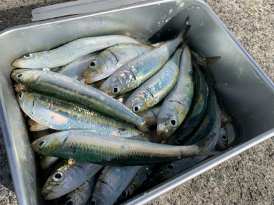 イワシイレグイ