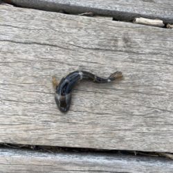 雪の中の穴釣り