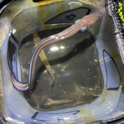 ひさしぶりのあなご