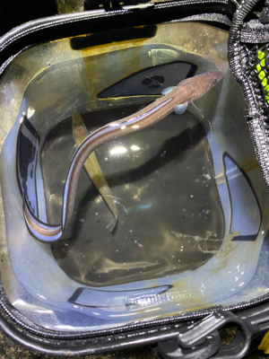 ひさしぶりのあなご