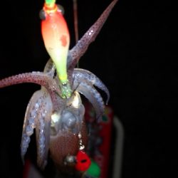 アジング練習355 ライトエギング終演かな？