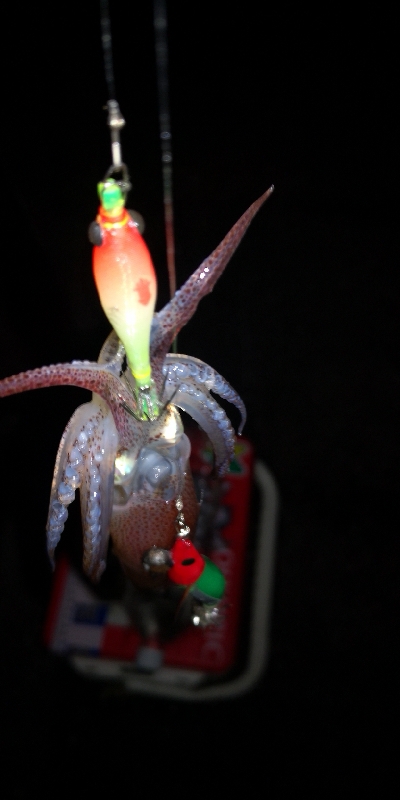 アジング練習355 ライトエギング終演かな？