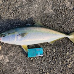 今年最後のラッキー