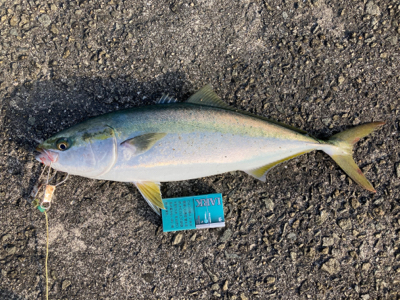 今年最後のラッキー