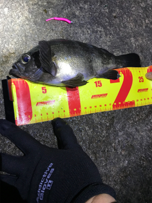 釣り納メバリング