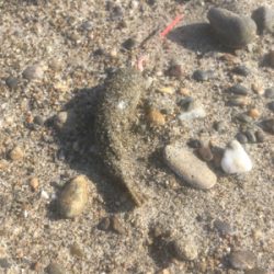 釣り納めはフグ