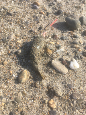 釣り納めはフグ