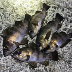 師走のメバリング