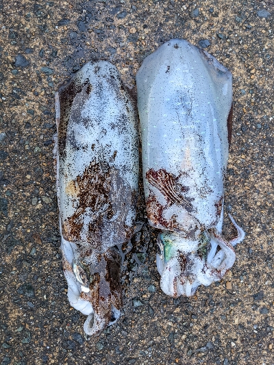 朝マズメ狙いエギング