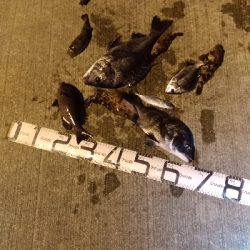 12/4釣果チヌグレガシラアジサバ