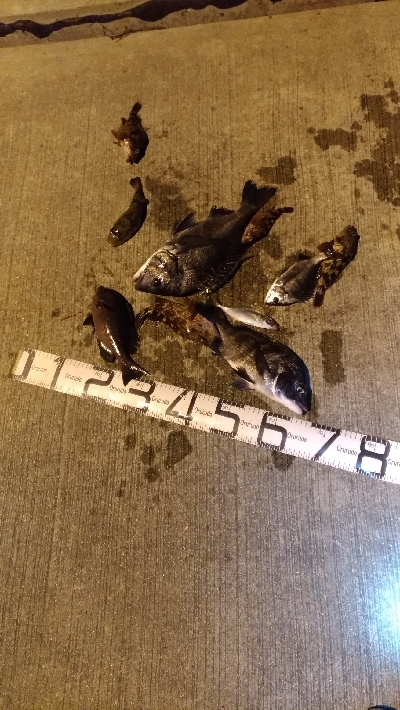 12/4釣果チヌグレガシラアジサバ