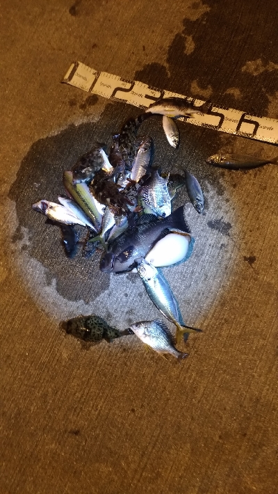 12/11釣果 30センチのグレ!