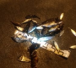 12/18釣果　極寒での紀州釣り